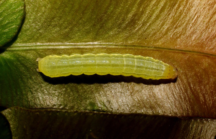 Figura 2. Detalle dorsal, <i>Callopistria mexicana</i> (Erebidae).(23-SRNP-26932-DHJ762446JPG)