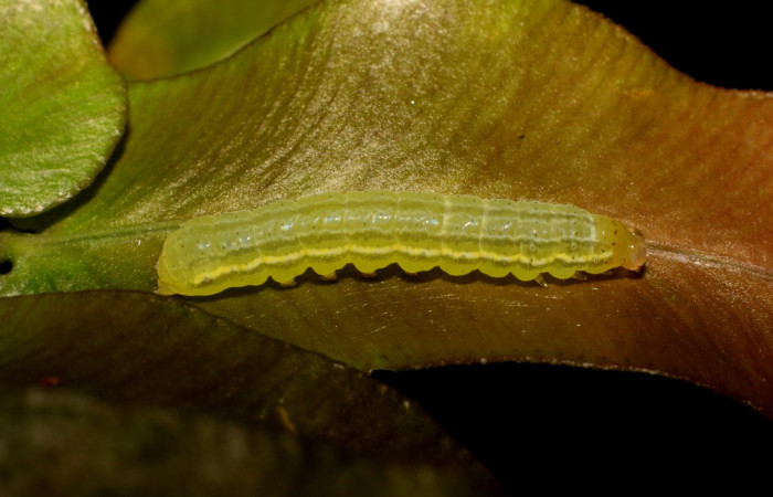 Figura 3. Detalle lateral, <i>Callopistria mexicana</i> (Erebidae). (23-SRNP-26932-DHJ762451JPG).     