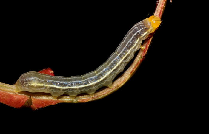 Figura 4. Detalle lateral <i>Callopistria mexicana</i> (Erebidae). (23-SRNP-26943-DHJ762454JPG).