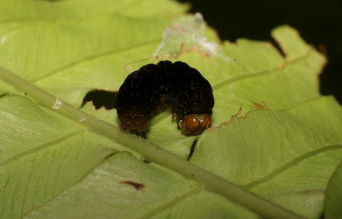 Figura 8. Detalle prepupa, <i>Callopistria mexicana</i> (Erebidae). (23-SRNP-26956-DHJ762482JPG).
