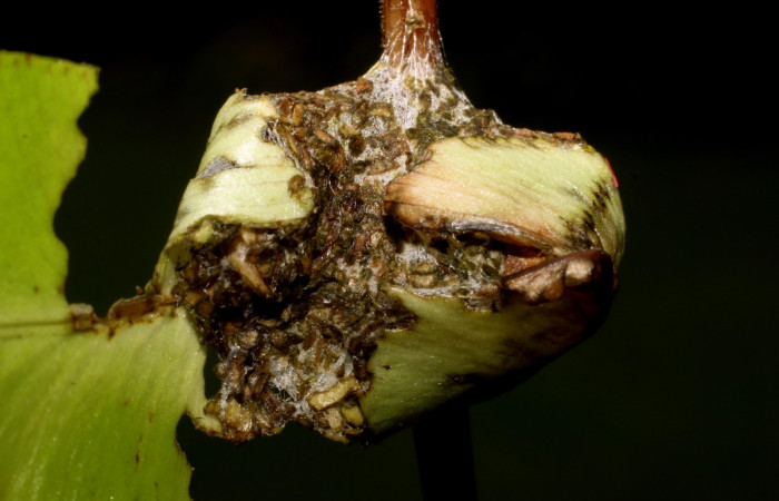 Figura 10. Detallede refugio, <i>Callopistria mexicana</i> (Erebidae). 23-SRNP-26956-DHJ762487JPG).