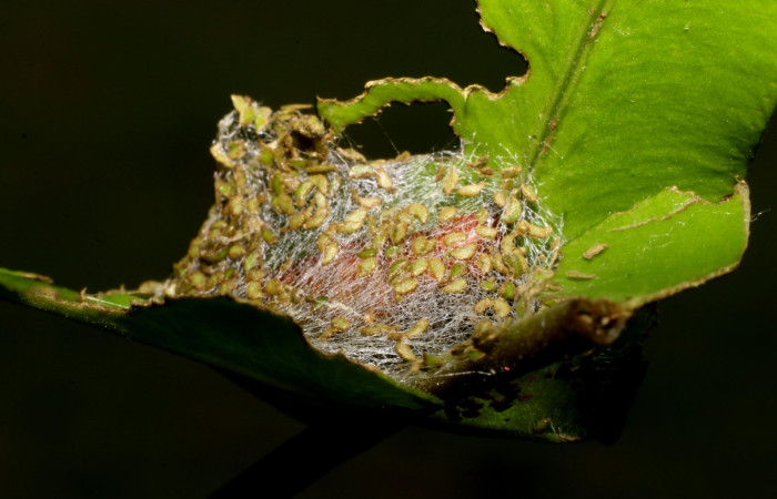 Figura 11. Detalle de pupa, <i>Callopistria mexicana</i> (Erebidae). (23-SRNP-26956- DHJ762488JPG).     