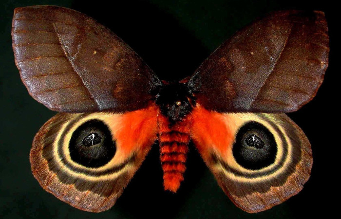 Fig. 45. Adulto macho de <i>Automeris</i> anikmeisteraeDHJ01 (Saturniidae), vista dorsal. Voucher: 00-SRNP-2227-DHJ31068