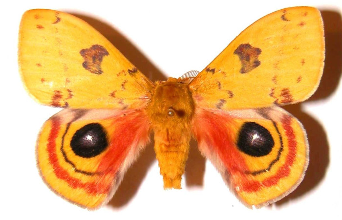 Fig. 40. Vista dorsal de adulto macho de <i>Automeris paulheberti</i> (Saturniidae). Voucher: 01-SRNP-18570-DHJ36186