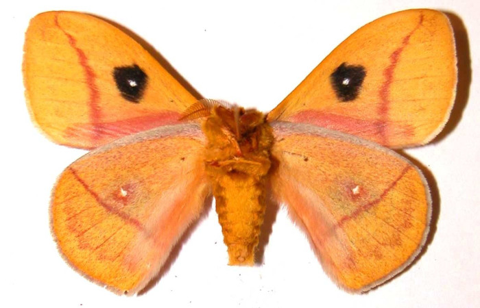 Fig. 41. Vista ventral de adulto macho de <i>Automeris paulheberti</i> (Saturniidae). Voucher: 01-SRNP-18570-DHJ36187