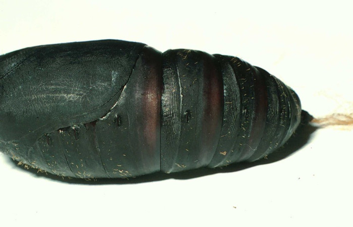 Fig. 36. Pupa de <i>Automeris banus</i> (Saturniidae). Voucher: 01-SRNP-6563-DHJ58401.jpg