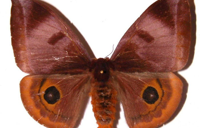 Fig. 47. Vista dorsal de hembra de <i>Automeris phrynon</i> (Saturniidae). Voucher: 02-SRNP-1321-DHJ36092