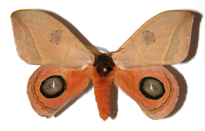 Fig. 50. Vista dorsal de macho <i>Automeris zurobara</i> (Saturniidae). Voucher: 05-SRNP-16629-DHJ327012