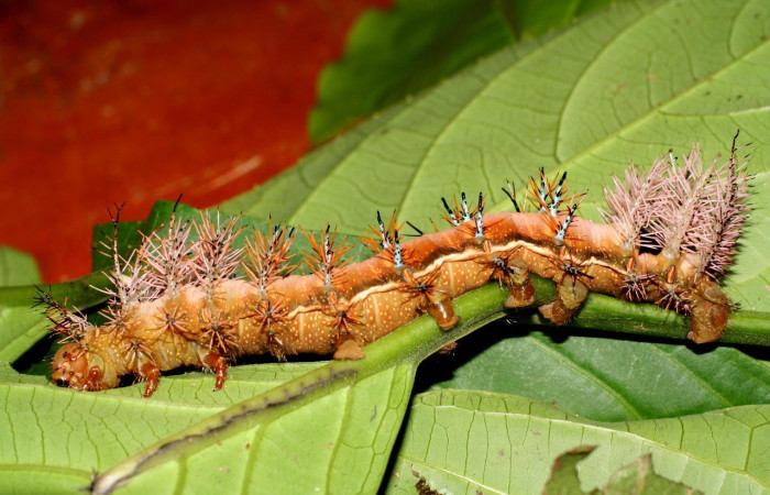 Fig. 28. Vista lateral de <i>Automeris postalbida</i> (Saturniidae), larva en U estadio. Voucher: 05-SRNP-1889-DHJ400010.jpg