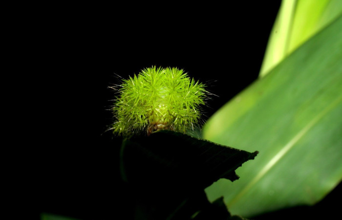 Fig. 16. Vista de la cabeza <i>Automeris paulheberti</i> (Saturniidae). PU estadio. Voucher: 06-SRNP-30708-DHJ412338.jpg