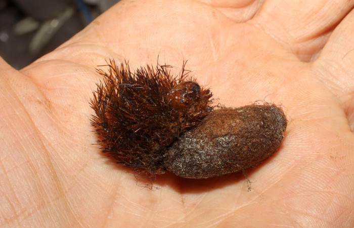 Fig. 35. Pupa de <i>Automeris postalbida</i> Saturniidae. (Ichneumonidae) (avispa parásita) <i>Enicospilus cameronii</i>. La larva fue colectada en el Sector Del Oro. Voucher: 09-SRNP-23303-DHJ495924.jpg       