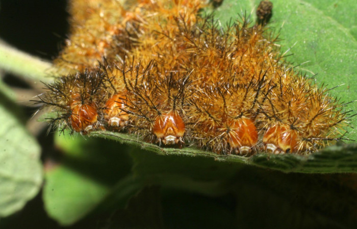 Fig. 18. Vista de la cabeza de un grupo de <i>Automeris paulheberti</i> Saturniidae, en PU estadio, grupo encontrado en Estación Quica, en el Sector Pitilla. Voucher: 09-SRNP-30484-DHJ451201.jpg
