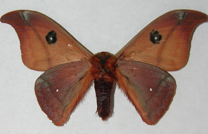 Fig. 51. Adulto de <i>Automeris hamata</i> (Saturniidae). Vista dorsal. Voucher: 12-SRNP-65575-DHJ566565