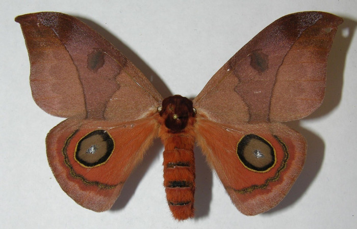 Fig. 52. Adulto de <i>Automeris hamata</i> (Saturniidae). Vista ventral. Voucher: 12-SRNP-65576-DHJ566566