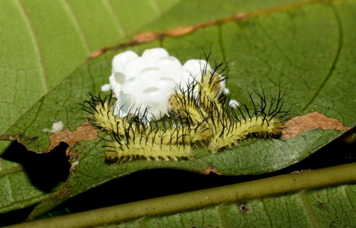 Fig. 7. Grupo de <i>Automeris postalbida</i> (Saturniidae), primer estadio, en planta hospedera <i>Inga punctata</i> (Fabaceae). Voucher: 14-SRNP-35066-DHJ490511.jpg