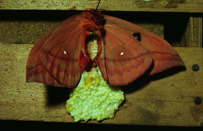 Fig. 3. Adulto de <i>Automeris tridens</i> (Saturniidae), depositando su grupo de huevos. Voucher: 81-SRNP-359-DHJ2423.jpg       