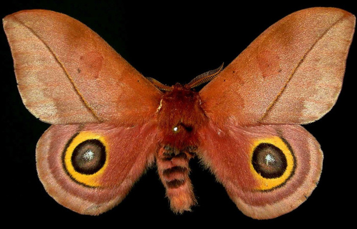 Fig. 53. Vista dorsal de adulto macho de <i>Automeris zozimanaguana</i> (Saturniidae). Vista dorsal. Voucher: 83-SRNP-1390-DHJ31122