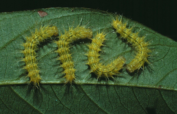 Fig. 9. Larvas de <i>Automeris zurobara</i> (Saturniidae), en segundo estadio. Voucher: 84-SRNP-648-DHJ7497.jpg