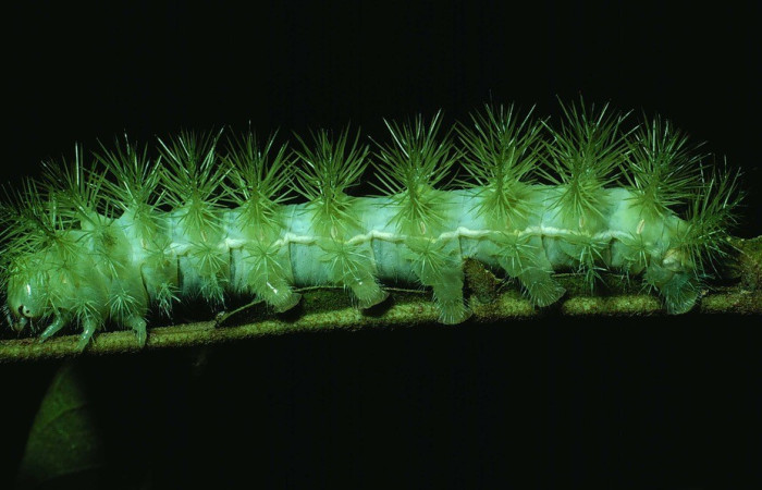 Fig. 30. Vista lateral de <i>Automeris zurobara</i> (Saturniidae), último estadio. Voucher: 84-SRNP-648-DHJ7539.jpg       