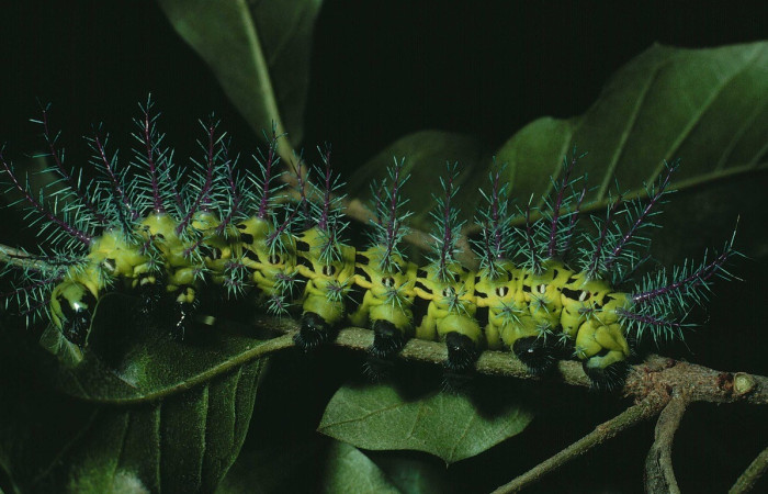 Fig. 31. Vista lateral de <i>Automeris dagmarae</i> (Saturniidae), último estadio; aquí se aprecian los colores que tiene en el cuerpo y los tubérculos. Voucher: 89-SRNP-871-DHJ11911.jpg