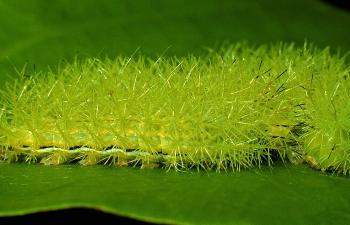 Fig. 32. Vista lateral de <i>Automeris hamata</i> (Saturniidae), último estadio; larva colectada en Sendero Cerro Campana. Sector San Cristóbal. Voucher: 93-SRNP-2477-DHJ27034.jpg