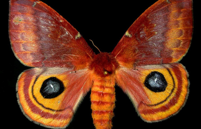 Fig. 42. Vista dorsal de adulto hembra de <i>Automeris paulheberti</i> (Saturniidae). Voucher: 94-SRNP-5961.6-DHJ31060