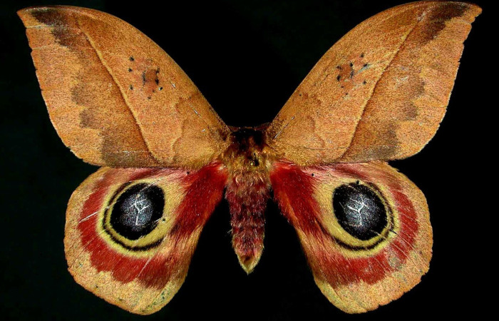 Fig. 49. Vista dorsal de macho de <i>Automeris dagmarae</i> (Saturniidae). Voucher: 95-SRNP-11481-DHJ31070