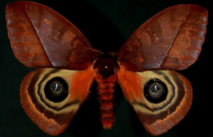 Fig. 57. Vista dorsal de hembra de Automeris postalbida (Saturniidae). Vista dorsal. Voucher: 96-SRNP-912-DHJ31094