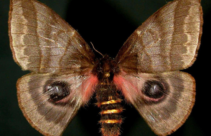 Fig. 59. Vista dorsal de adulto hembra de <i>Automeris managuana</i> (Saturniidae). Vista dorsal. Voucher: 97-SRNP-1794-DHJ31078