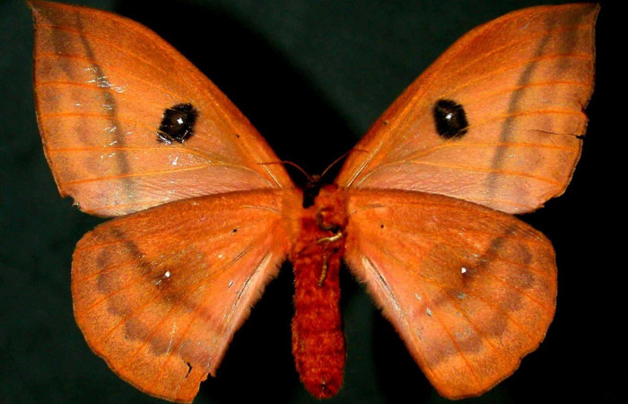 Fig. 64. Vista dorsal de hembra de <i>Automeris belti</i> (Saturniidae). Vista ve3ntral Voucher: 97-SRNP-6123-DHJ31051