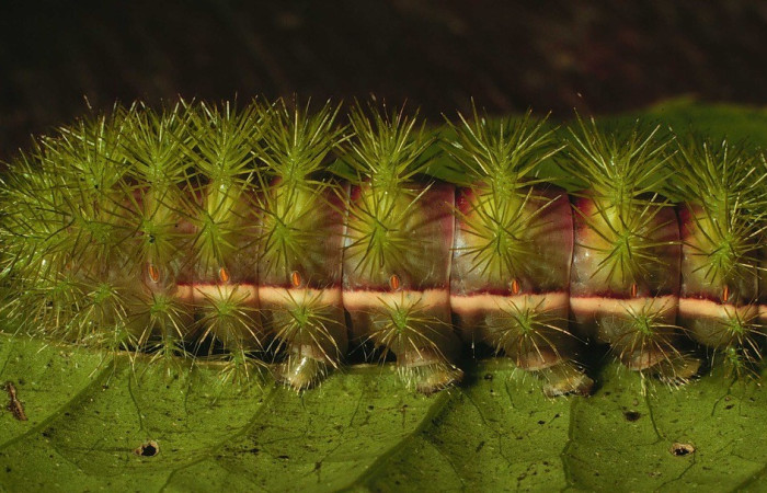 Fig. 33. Vista lateral de <i>Automeris celata</i> (Saturniidae), último estadio; en su planta hospedera <i>Adelia triloba</i> (Euphorbiaceae). Voucher: 97-SRNP-6419-DHJ43544.jpg