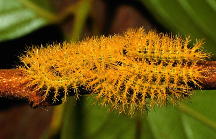 Fig. 11. Grupo de larvas <i>Automeris phrynon</i> (Saturniidae), en tercer estadio, en Sendero Vivero, en el Sector San Cristóbal. Voucher: 98-SRNP-6782-DHJ46201.jpg