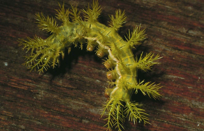 Fig. 22. Vista lateral defensiva de <i>Automeris phrynon</i> (Saturniidae). Pu estadio. Voucher: 98-SRNP-6782.02-DHJ46204.jpg     
