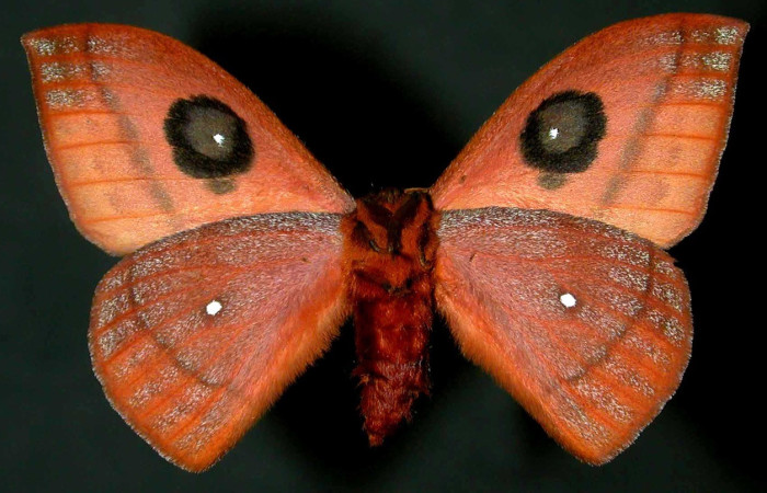 Fig. 65. Adulto macho de <i>Automeris banus</i> (Saturniidae). Vista ventral. Voucher: 99-SRNP-1852-DHJ31043