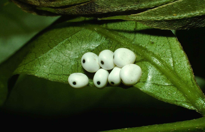 Fig. 2. Huevos de <i>Automeris banus</i> (Saturniidae). Voucher: 99-SRNP-259-DHJ50080.jpg