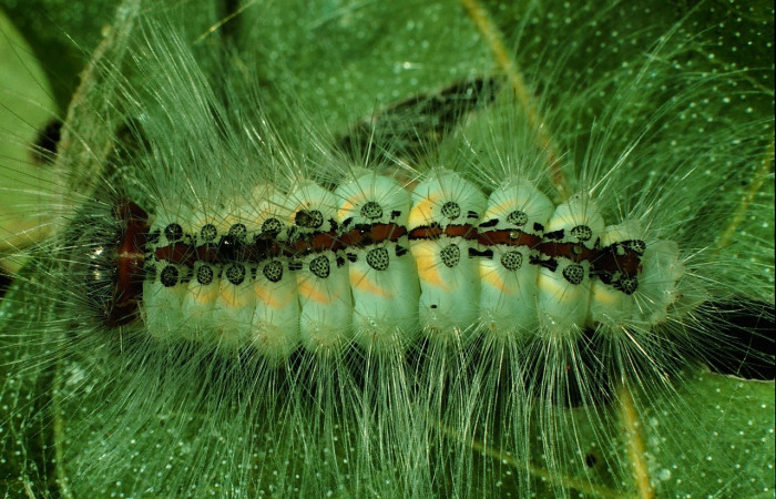 Fig. 4 Larva <i>Thagona</i> tibialisDHJ02, Vado Cuajiniquil, Sector Santa Rosa, 275m. 95-SRNP-10532-DHJ26003.jpg