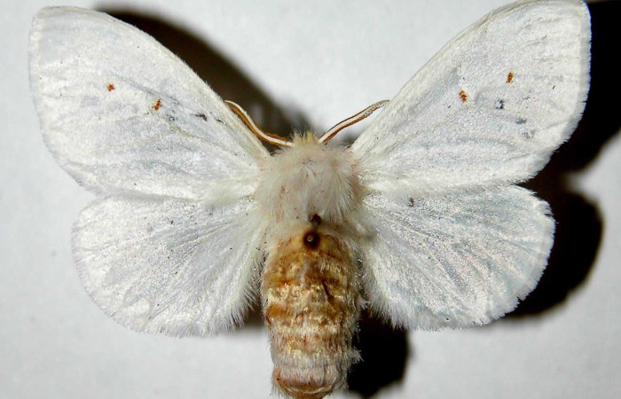 Fig. 1 Adulto  [I]Thagona</i> tibialisDHJ02, vista lateral mide 37mm. Sendero Natural, Sector Santa Rosa, 290m. 95-SRNP-7541-DHJ33862.