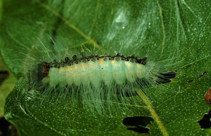 Fig. 3 Larva <i>Thagona</i> tibialisDHJ02, Vado Cuajiniquil, Sector Santa Rosa, 275m. 95-SRNP-10532-DHJ25997.jpg