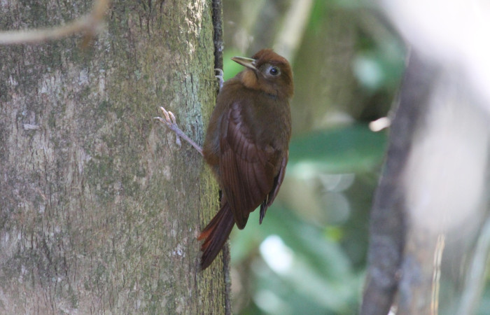 Fig. 1 Ruddy Woodcreeper (Trepador Rojizo) <i>Dendrocincla homochroa</i> (Furnariidae). Tangelo Sector Del Oro; ACG. 17 de Febrero 2022 Foto. Roster Moraga
