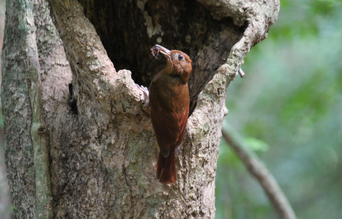 Fig. 4 Ruddy Woodcreeper (Trepador Rojizo) <i>Dendrocincla homochroa</i> (Furnariidae); con una araña en su pico para sus crias. Estación Biológica Los Almendros Sector El Hacha; ACG. 25 de mayo 2021 Foto. Roster Moraga