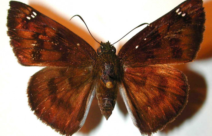 Figura 15. Adulto de  <i>Telemiades megallus</i> (Hesperiidae), vista
dorsal. (00-SRNP-21554-DHJ37748.jpg).