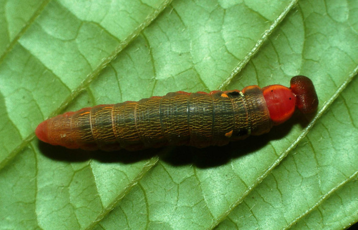 Figura. 14 Larva  <i>Telemiades megallus</i> (Hesperiidae), posición dorsal alimentándose en Inga spectabilis
(Fabaceae). (03-SRNP-13016.1-DHJ78353.jpg).