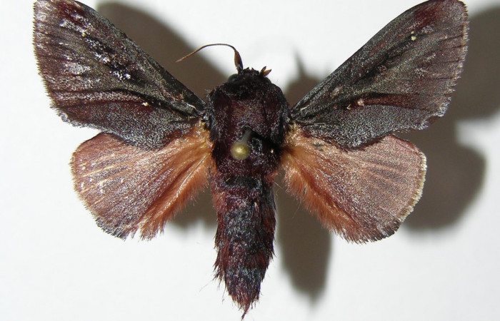 Figura 17. Adulto de  <i>Acharia</i> horridaDHJ02 (Limacodidae), vista dorsal.
(04-SRNP-2772-DHJ337086.jpg).