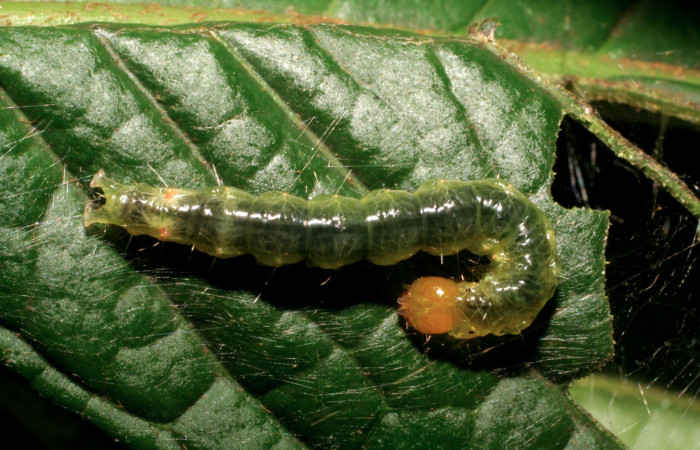 Figura. 18 Larva  <i>Omiodes humeralis</i>(Crambidae), posición dorsal alimentándose
en Inga spectabilis (Fabaceae). (07-SRNP-40175-DHJ418955.jpg).
