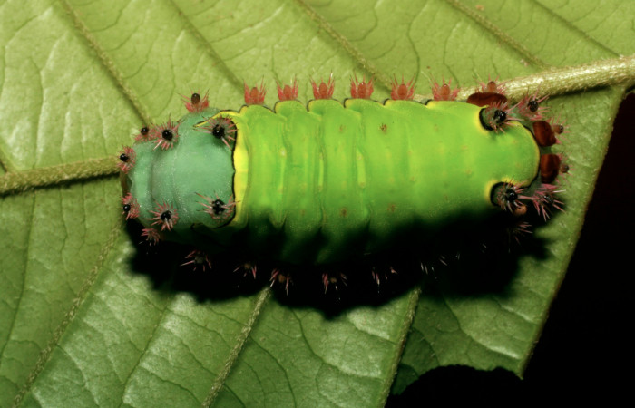 Figura. 16 Larva  <i>Acharia</i>horridaDHJ02 (Limacodidae), posición dorsal alimentándose en Inga
spectabilis (Fabaceae). (08-SRNP-72469-DHJ447290.jpg).