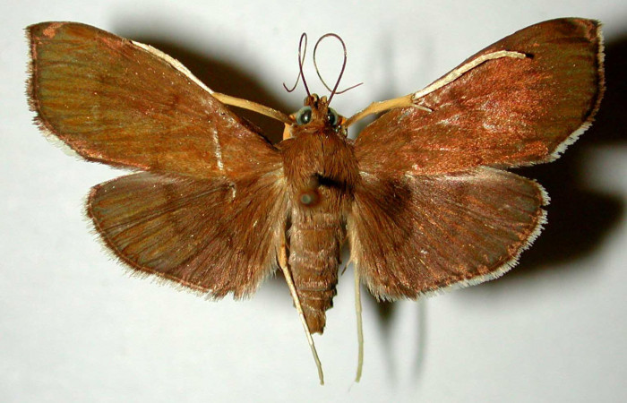 Figura 19. Adulto de  <i>Omiodes humeralis</i> (Crambidae), vista dorsal. (83-SRNP-680-DHJ33582.jpg).