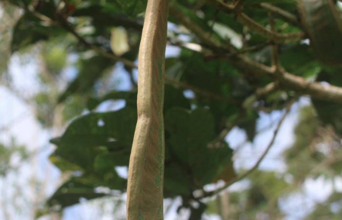 Figura. 8 Fruto,  <i>Inga spectabilis</i>, (Fabaceae). Area de Conservación
Guanacaste, Sector Rincón Rain Forest, Estación Leiva, Cafecito,
(elevación 455 metros), colectada el 1 de Febrero 2019. Foto, Jorge
Hernández.
