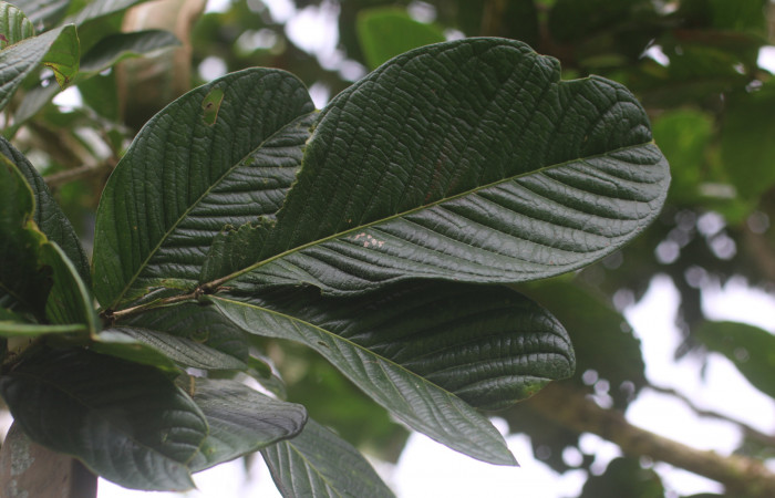 Figura. 2 Hojas,  <i>Inga spectabilis</i>, (Fabaceae). Area de Conservación Guanacaste, Sector Rincón Rain Forest,
Estación Leiva, Cafecito, (elevación 455 metros), colectada el 1 de Febrero 2019. Foto, Jorge Hernández.