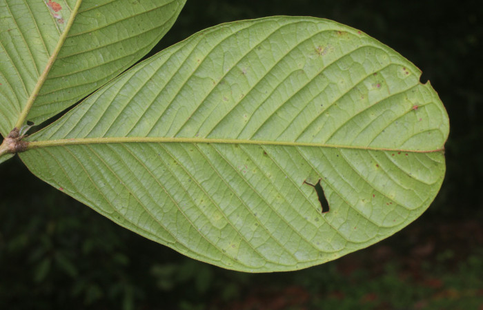 Figura. 4 Envés,  <i>Inga spectabilis</i>, (Fabaceae). Area de Conservación Guanacaste, Sector Rincón Rain Forest,
Estación Leiva, Cafecito, (elevación 455 metros), colectada el 1 de Febrero 2019. Foto, Jorge Hernández.