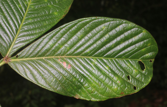 Figura. 5 Haz,  <i>Inga spectabilis</i>, (Fabaceae). Area de Conservación Guanacaste, Sector Rincón Rain Forest,
Estación Leiva, Cafecito, (elevación 455 metros), colectada el 1 de Febrero 2019. Foto, Jorge Hernández.